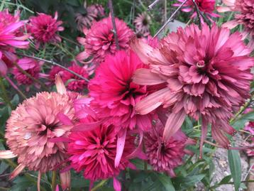 Echinacea tennesseensis ‘Southern Belle’ - SLECHTS 2 stuks beschikbaar voor biedingen