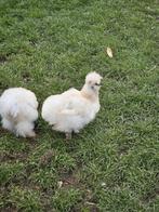 Jonge zijdehoenders hen + haan, Dieren en Toebehoren, Pluimvee, Meerdere dieren, Kip