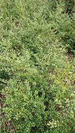 ilex crenata haagplanten, Tuin en Terras, Planten | Struiken en Hagen, Ophalen, Overige soorten, 100 tot 250 cm