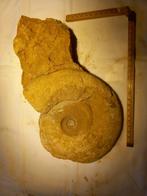 Prachtig fossiel uit Lyme Regis, Ophalen of Verzenden, Fossiel