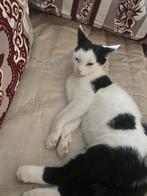 Klein kitten met hem spullen, Dieren en Toebehoren, Katten en Kittens | Overige Katten, Kater