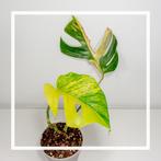 Monstera aurea variegata 2 🌱, Huis en Inrichting, Kamerplanten, Overige soorten, Minder dan 100 cm, Ophalen of Verzenden, Halfschaduw