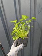 Campanula porscharskyana- klokjesbloem p9, Ophalen, Bodembedekkers, Volle zon, Vaste plant