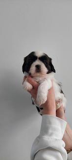 Shih tzu pups, Dieren en Toebehoren, Honden | Chihuahua's en Gezelschapshonden, Particulier, Meerdere, Teef, 8 tot 15 weken