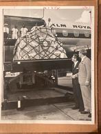 KLM DC8 Historische Persfoto 1966, Verzamelen, 1960 tot 1980, Gebruikt, Foto, Ophalen of Verzenden