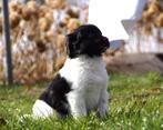 Gezonde goedgekeurde lieve Friese Stabij pups met stamboom, Dieren en Toebehoren, Honden | Retrievers, Spaniëls en Waterhonden