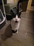 Kater en poes opzoek naar nieuw huisje, Dieren en Toebehoren, Katten en Kittens | Overige Katten, Meerdere dieren