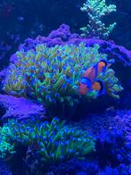 Verschillende koralen ruilen, Dieren en Toebehoren, Overige typen, Zoutwatervis