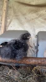 zijdehoen kuikentjes, Dieren en Toebehoren, Geslacht onbekend, Kip