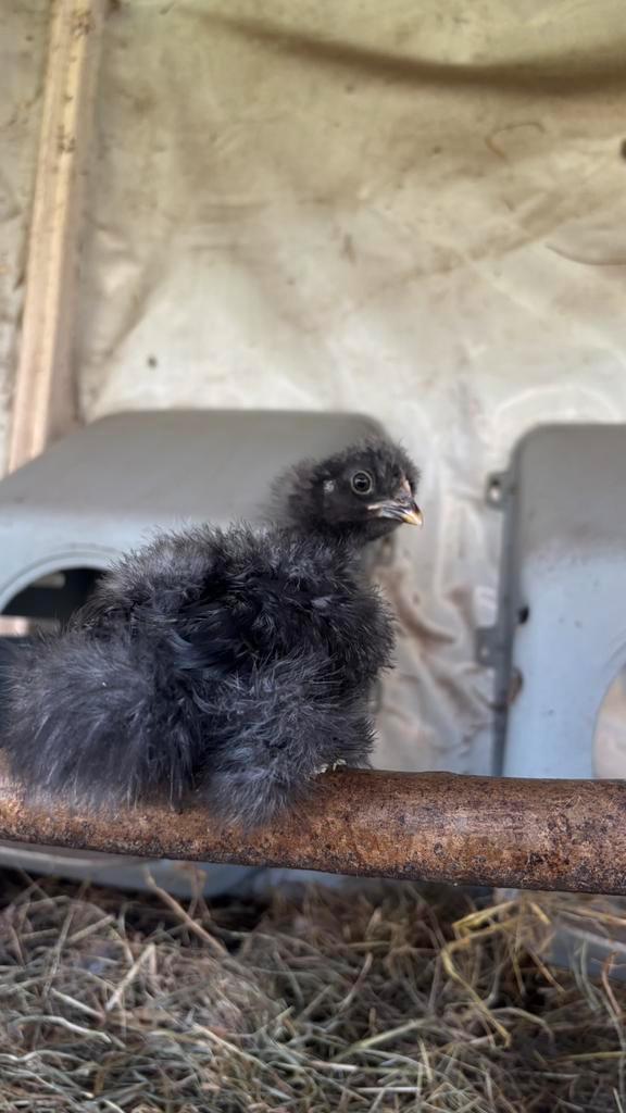 zijdehoen kuikentjes, Dieren en Toebehoren, Pluimvee, Kip, Geslacht onbekend