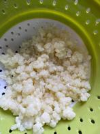 Melkkefir korrels, Diversen, Levensmiddelen, Ophalen
