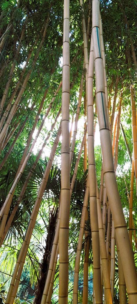 Bamboe palen Ø  5-7 cm ca 400 cm lang, Doe-het-zelf en Verbouw, Hout en Planken, Nieuw, Overige typen, 300 cm of meer, 50 mm of meer