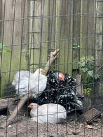 Cohins toompje gratis, Dieren en Toebehoren, Pluimvee, Meerdere dieren, Kip