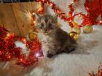 Raszuivere maine coon poesjes, Poes, Ontwormd, 0 tot 2 jaar