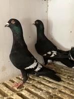 Syrische duiven, Dieren en Toebehoren, Vogels | Duiven, Mannelijk, Overige soorten