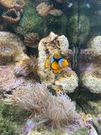 Koppel annemoon vissen zee aquarium, Dieren en Toebehoren, Pluimvee, Meerdere dieren, Eend