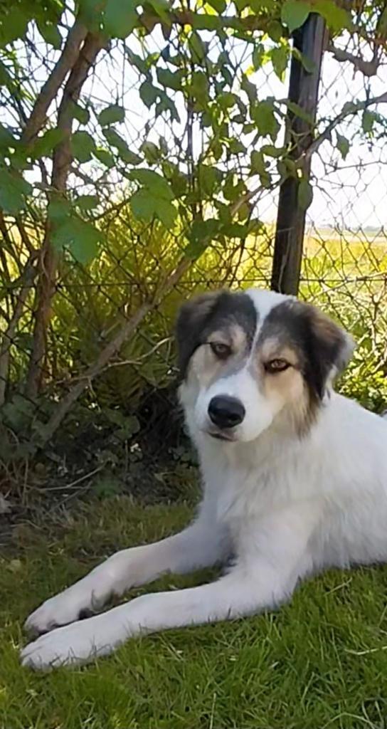 Teefje Faye, 2 jr ter adoptie, Dieren en Toebehoren, Honden | Niet-rashonden, Groot, Teef, Particulier, Eén hond, Buitenland, 1 tot 2 jaar