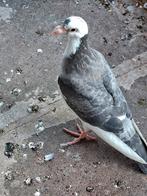 Mooie  jonge kropper, Dieren en Toebehoren, Vogels | Duiven, Mannelijk