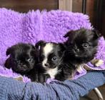 7 mini  chihuahua pups 4 dames 3 heren 400 gram, Dieren en Toebehoren, Parvo, 8 tot 15 weken, Meerdere, Meerdere dieren