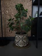 Mooie Groene plant 85cm hoog, Ophalen, Bloeit niet, Overige soorten, Volledige schaduw