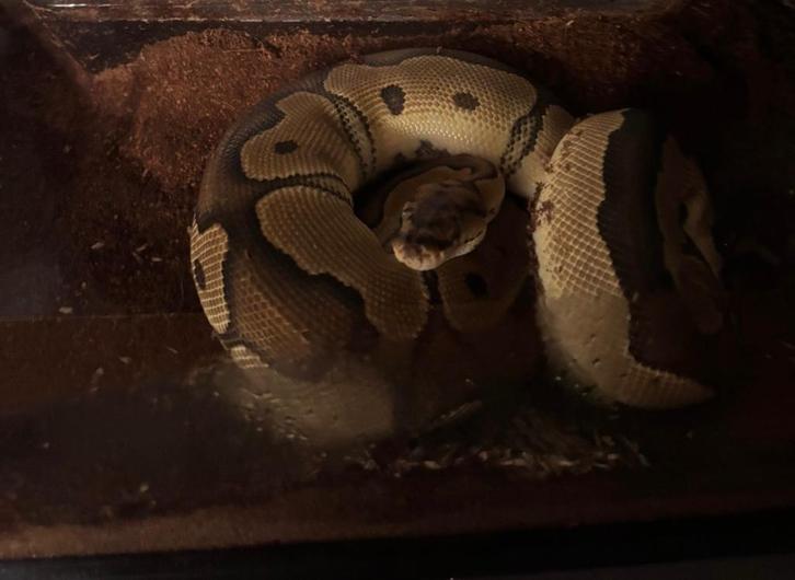 Koningspython met  OSB terrarium 150x60x60 T.E.A.B., Dieren en Toebehoren, Reptielen en Amfibieën, Amfibie, 0 tot 2 jaar, Met terrarium