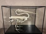 Grote glazen vitrine met een Pelikaan skelet, Ophalen, Zo goed als nieuw, Vogel, Overige typen