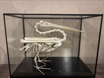 Grote glazen vitrine met een Pelikaan skelet beschikbaar voor biedingen