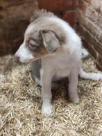 Leuke Border Collie pups, Dieren en Toebehoren, Particulier, Meerdere, 8 tot 15 weken, België