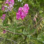 Gifvrije inheemse vaste lathyrus, Ophalen of Verzenden, Zomer, Overige soorten, Volle zon