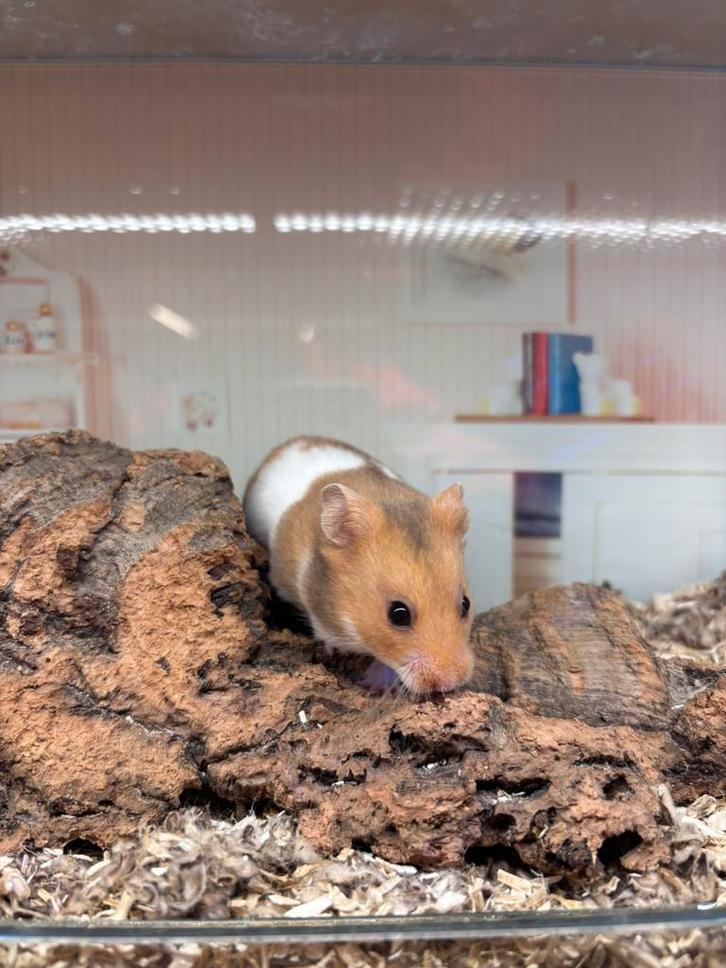 Lieve jonge goudhamsters man, Dieren en Toebehoren, Knaagdieren, Mannelijk, Hamster, Oktober, Tam