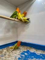 Te koop 6 jongen fischeri agapornis opaline, Dieren en Toebehoren, Vogels | Parkieten en Papegaaien, Geslacht onbekend, Dwergpapegaai of Agapornis