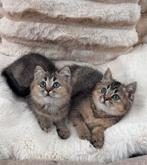 Prachtige GETESTE Britse Korthaar kittens, Dieren en Toebehoren, Meerdere dieren, Gechipt, 0 tot 2 jaar