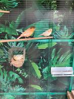 Harlekijn kanaries 2025, Dieren en Toebehoren, Vogels | Kanaries, Meerdere dieren, Kleurkanarie