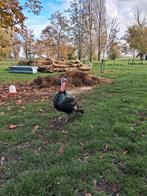 Mooie kelley brons kalkoen haan., Dieren en Toebehoren, Pluimvee, Mannelijk, Kalkoen