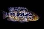 Midden Amerikaanse Cichliden: Parachromis managuensis, Dieren en Toebehoren, Vis, Zoetwatervis