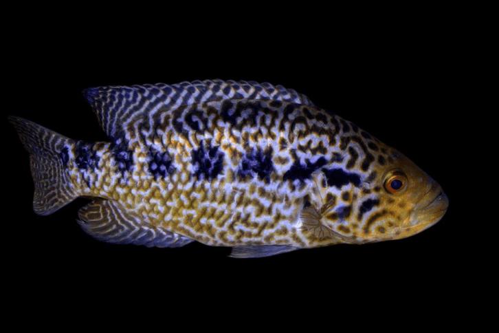 Midden Amerikaanse Cichliden: Parachromis managuensis, Dieren en Toebehoren, Vissen | Aquariumvissen, Zoetwatervis, Vis
