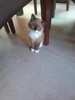 Ragdoll kittens te koop, Gechipt