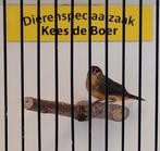 Goudbuikje mannen, Dieren en Toebehoren, Vogels | Overige Vogels, Mannelijk, Tropenvogel