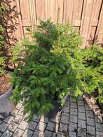 Taxus baccata 50 cm doorsnee. Pot gekweekt., Tuin en Terras, Ophalen, Bloeit niet, Overige soorten