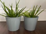 2 groene smalbladige sanseveria’s in grijze metalen emmer., Ophalen, Overige soorten, Halfschaduw, In pot