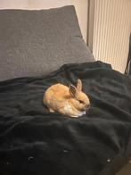 Leuk klein konijntje  ( vrouwtje ), Dieren en Toebehoren, Konijnen, Vrouwelijk, Klein, 0 tot 2 jaar