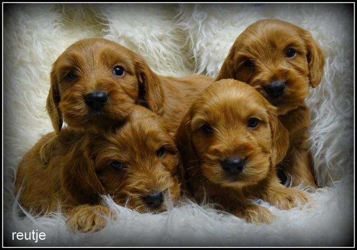 cockapoo pups, Dieren en Toebehoren, Honden | Retrievers, Spaniëls en Waterhonden, Meerdere dieren, Overige rassen, Fokker | Professioneel