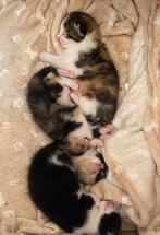 Kittens zoeken een huisje ️, Dieren en Toebehoren, Katten en Kittens | Raskatten | Korthaar, Geslacht onbekend, Ontwormd, 0 tot 2 jaar