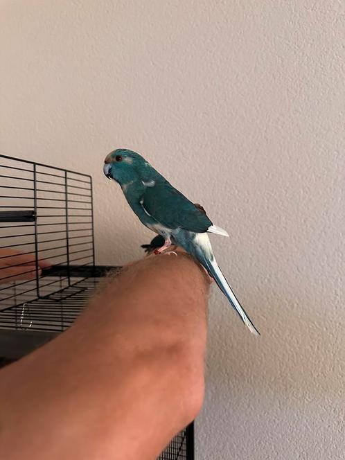 Gratis af te halen 2 kakariki’s (broer en zus), Dieren en Toebehoren, Vogels | Parkieten en Papegaaien, Parkiet, Meerdere dieren