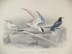 1855 antieke ingekleurde gravure uit BUFFON vogels zeevogels, Antiek en Kunst, Ophalen of Verzenden