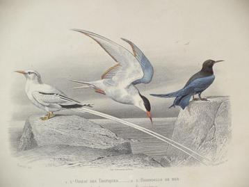 1855 antieke ingekleurde gravure uit BUFFON vogels zeevogels beschikbaar voor biedingen