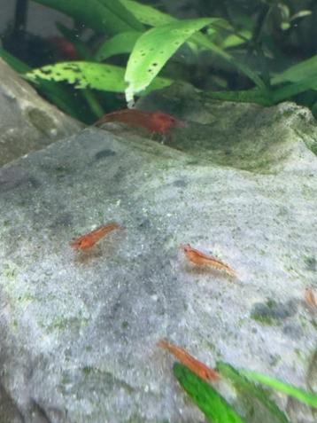 Neocaradina rood ( vuurgarnalen ) beschikbaar voor biedingen