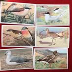 55 vogelplaatjes vogelalbum Vogelleven plaatjes, Verzenden, Zo goed als nieuw, Vogel, Overige typen