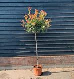 Photinia Fraseri - Red Robin op stam, Halfschaduw, Ophalen of Verzenden, Lente, 100 tot 250 cm