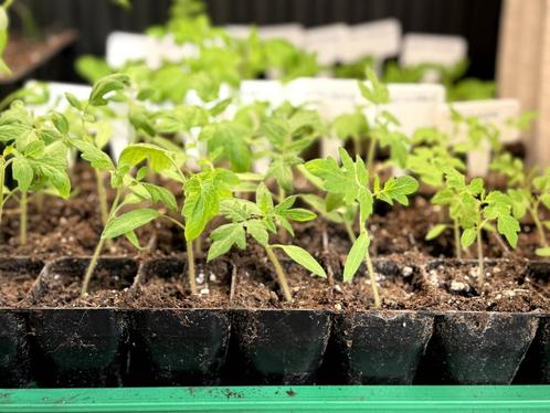 Tomaten Plantjes - Organic, Highest Quality and Home Grown, Tuin en Terras, Planten | Tuinplanten, Eenjarig, Groenteplanten, Volle zon